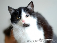 Милашка-очаровашка ищет семью - <ro>Изображение</ro><ru>Изображение</ru> #1, <ru>Объявление</ru> #593544