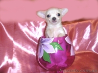 Чихуахуа очаровательные мини малыши .Доставка  - <ro>Изображение</ro><ru>Изображение</ru> #3, <ru>Объявление</ru> #459412