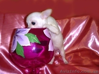 Чихуахуа очаровательные мини малыши .Доставка  - <ro>Изображение</ro><ru>Изображение</ru> #2, <ru>Объявление</ru> #459412