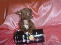 Чихуахуа очаровательные мини малыши .Доставка  - <ro>Изображение</ro><ru>Изображение</ru> #5, <ru>Объявление</ru> #459412