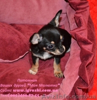 Щеночки чихуахуа шоу-класса - <ro>Изображение</ro><ru>Изображение</ru> #2, <ru>Объявление</ru> #602069