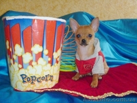 Чихуахуа очаровательные мини малыши .Доставка  - <ro>Изображение</ro><ru>Изображение</ru> #8, <ru>Объявление</ru> #459412