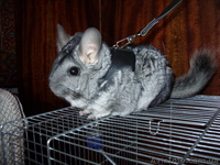 Продам шиншиллу девочку - <ro>Изображение</ro><ru>Изображение</ru> #2, <ru>Объявление</ru> #598935