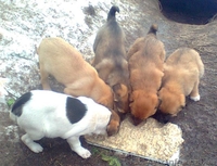 Щеночки в хорошие руки - <ro>Изображение</ro><ru>Изображение</ru> #4, <ru>Объявление</ru> #580939