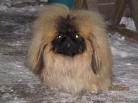 Продаётся щенок пекинеса, кобель, цвет шиншилла, документы КСУ, д. р. 20.03.12. - <ro>Изображение</ro><ru>Изображение</ru> #5, <ru>Объявление</ru> #594511