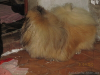 Продаётся щенок пекинеса, кобель, цвет шиншилла, документы КСУ, д. р. 20.03.12. - <ro>Изображение</ro><ru>Изображение</ru> #6, <ru>Объявление</ru> #594511