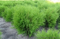 Посадочный материал,семена,черенки,саженцы. - <ro>Изображение</ro><ru>Изображение</ru> #5, <ru>Объявление</ru> #560509