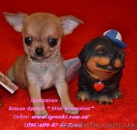 Щеночки чихуахуа шоу-класса - <ro>Изображение</ro><ru>Изображение</ru> #4, <ru>Объявление</ru> #602069