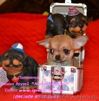 Щеночки чихуахуа шоу-класса - <ro>Изображение</ro><ru>Изображение</ru> #3, <ru>Объявление</ru> #602069