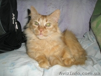 50 котиков живут впроголодь в приюте - <ro>Изображение</ro><ru>Изображение</ru> #4, <ru>Объявление</ru> #593545