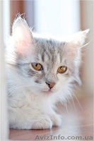 Пушистая маленькая девочка срочно ищет семью - <ro>Изображение</ro><ru>Изображение</ru> #2, <ru>Объявление</ru> #593523