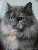 Шикарная кошка породы норвежская лесная - <ro>Изображение</ro><ru>Изображение</ru> #2, <ru>Объявление</ru> #593530