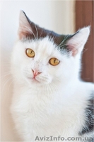 Чёрно-белая девочка срочно ищет семью - <ro>Изображение</ro><ru>Изображение</ru> #1, <ru>Объявление</ru> #593542