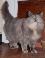 Шикарная кошка породы норвежская лесная - <ro>Изображение</ro><ru>Изображение</ru> #1, <ru>Объявление</ru> #593530