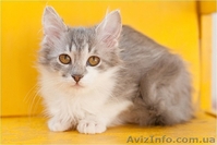 Пушистая маленькая девочка срочно ищет семью - <ro>Изображение</ro><ru>Изображение</ru> #1, <ru>Объявление</ru> #593523