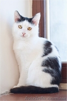 Чёрно-белая девочка срочно ищет семью - <ro>Изображение</ro><ru>Изображение</ru> #3, <ru>Объявление</ru> #593542