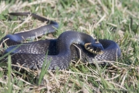 Продажа змей,ужей. СРОЧНО!!! - <ro>Изображение</ro><ru>Изображение</ru> #2, <ru>Объявление</ru> #594213