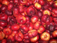 Frukti v Ispanii! Lleida. Kostochkovie frukti. - <ro>Изображение</ro><ru>Изображение</ru> #5, <ru>Объявление</ru> #608281