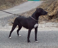 Продам чистокровных, красивенных  щенков ПИТБУЛЯ - <ro>Изображение</ro><ru>Изображение</ru> #3, <ru>Объявление</ru> #605987