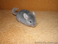 Клетки для шиншилл - <ro>Изображение</ro><ru>Изображение</ru> #4, <ru>Объявление</ru> #628301