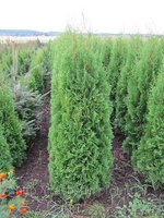 Весенняя сезонная  распродажа.  Скидки (до 20%).  Продажа. Купить дешево  Туя за - <ro>Изображение</ro><ru>Изображение</ru> #1, <ru>Объявление</ru> #614661