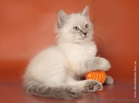 Продам сибирских котят колорных окрасов в Киеве - <ro>Изображение</ro><ru>Изображение</ru> #4, <ru>Объявление</ru> #632484