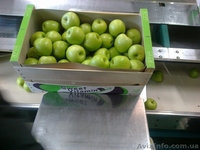 Frukti v Ispanii! Lleida. Kostochkovie frukti. - <ro>Изображение</ro><ru>Изображение</ru> #7, <ru>Объявление</ru> #608281