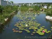 ЧИСТИМ И КОПАЕМ ОЗЕРА,КИЕВ. - <ro>Изображение</ro><ru>Изображение</ru> #2, <ru>Объявление</ru> #637311