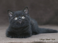 Чистокровные британские короткошерстные голубого и черного окрасов - <ro>Изображение</ro><ru>Изображение</ru> #2, <ru>Объявление</ru> #615751