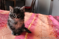 Кошечка Мейн-Кун - <ro>Изображение</ro><ru>Изображение</ru> #2, <ru>Объявление</ru> #642639