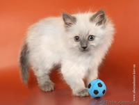 Продам сибирских котят колорных окрасов в Киеве - <ro>Изображение</ro><ru>Изображение</ru> #2, <ru>Объявление</ru> #632484