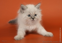 Продам сибирских котят колорных окрасов в Киеве - <ro>Изображение</ro><ru>Изображение</ru> #3, <ru>Объявление</ru> #632484
