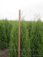 Весенняя сезонная  распродажа.  Скидки (до 20%).  Продажа. Купить дешево  Туя за - <ro>Изображение</ro><ru>Изображение</ru> #2, <ru>Объявление</ru> #614661