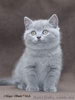Чистокровные британские короткошерстные голубого и черного окрасов - <ro>Изображение</ro><ru>Изображение</ru> #1, <ru>Объявление</ru> #615751