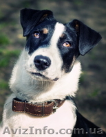 Отдам в хорошие руки собаку парсон терьер (метис) - <ro>Изображение</ro><ru>Изображение</ru> #1, <ru>Объявление</ru> #635811