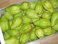 Frukti v Ispanii! Lleida. Kostochkovie frukti. - <ro>Изображение</ro><ru>Изображение</ru> #9, <ru>Объявление</ru> #608281