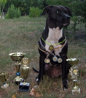 Продам чистокровных, красивенных  щенков ПИТБУЛЯ - <ro>Изображение</ro><ru>Изображение</ru> #5, <ru>Объявление</ru> #605987