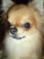 Всегда к Вашим услугам - <ro>Изображение</ro><ru>Изображение</ru> #2, <ru>Объявление</ru> #606516