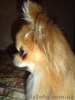 Всегда к Вашим услугам - <ro>Изображение</ro><ru>Изображение</ru> #3, <ru>Объявление</ru> #606516