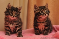 котята Курильского бобтейла - <ro>Изображение</ro><ru>Изображение</ru> #1, <ru>Объявление</ru> #622641