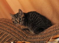 котята Курильского бобтейла - <ro>Изображение</ro><ru>Изображение</ru> #4, <ru>Объявление</ru> #622641