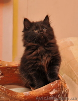 котята Курильского бобтейла - <ro>Изображение</ro><ru>Изображение</ru> #9, <ru>Объявление</ru> #622641