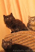 котята Курильского бобтейла - <ro>Изображение</ro><ru>Изображение</ru> #7, <ru>Объявление</ru> #622641