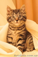 котята Курильского бобтейла - <ro>Изображение</ro><ru>Изображение</ru> #2, <ru>Объявление</ru> #622641