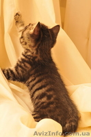 котята Курильского бобтейла - <ro>Изображение</ro><ru>Изображение</ru> #8, <ru>Объявление</ru> #622641