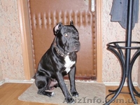 Продам чистокровных, красивенных  щенков ПИТБУЛЯ - <ro>Изображение</ro><ru>Изображение</ru> #1, <ru>Объявление</ru> #605987