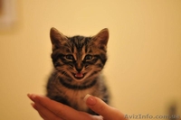 котята Курильского бобтейла - <ro>Изображение</ro><ru>Изображение</ru> #3, <ru>Объявление</ru> #622641