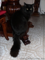 Кошечка Мейн-Кун - <ro>Изображение</ro><ru>Изображение</ru> #7, <ru>Объявление</ru> #642639