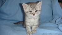 Британские шикарные котята недорого - <ro>Изображение</ro><ru>Изображение</ru> #5, <ru>Объявление</ru> #608523