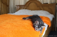 Кошечка Мейн-Кун - <ro>Изображение</ro><ru>Изображение</ru> #4, <ru>Объявление</ru> #642639